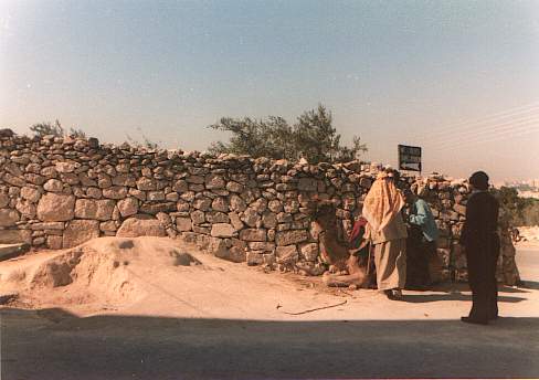 Camels on the Mount of Olives