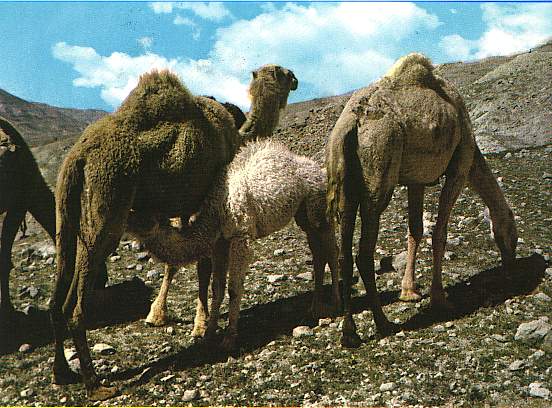 Camels in the Wilderness