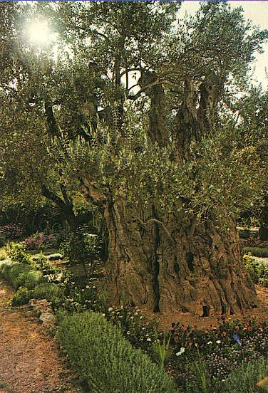 The Garden of Gethsemane