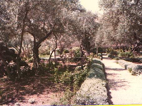 The Garden of Gethsemane