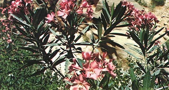 Oleander flowers